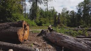 Leaf Removal in Hazel Dell, WA