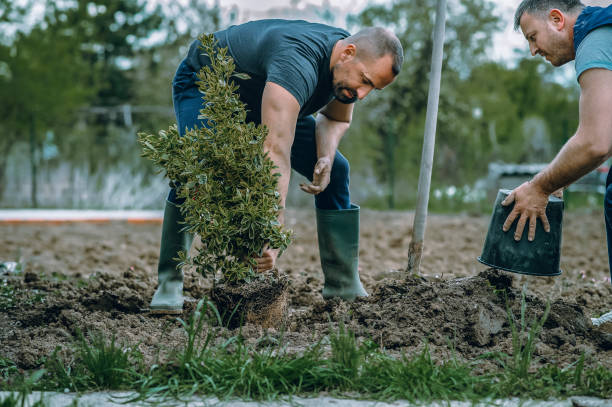 Best Stump Grinding and Removal  in Hazel Dell, WA