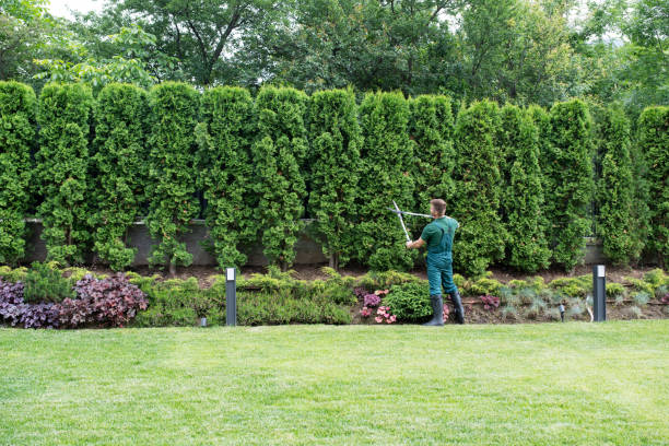 Best Tree Trimming and Pruning  in Hazel Dell, WA