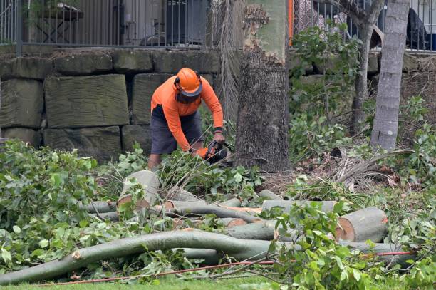 Hazel Dell, WA Tree Services Company