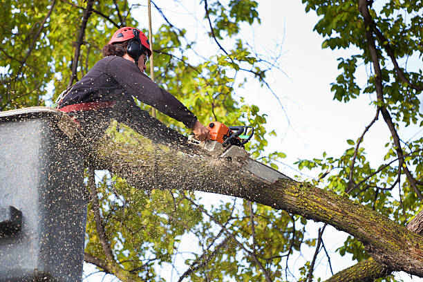 Best Tree and Shrub Care  in Hazel Dell, WA
